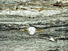 Thin Section