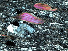 Thin Section Mica Fish
