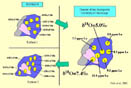 Order of analysis of ion microprobe analysis of zircon W74/2-36