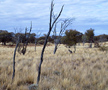 photo, kangaroo in field